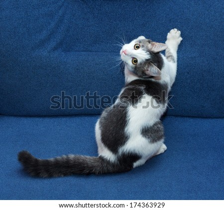 White kitten with gray spots sharpening its claws on blue sofa