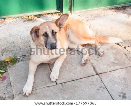 Chestnut Breed dog behind the green door
