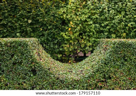A fragment of a hedge trimmed semicircle