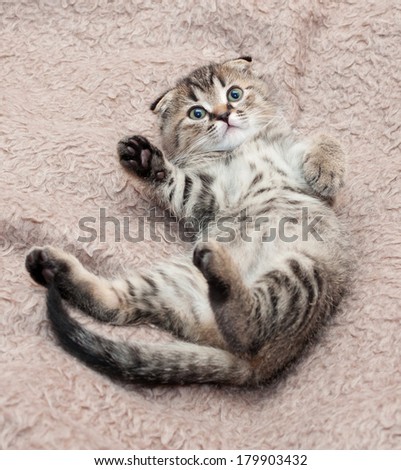 Small tabby kitten Scottish Fold fell back, front paw raised on background of brown faux fur