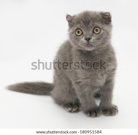 Small blue kitten Scottish Fold sitting head turned on gray-white background
