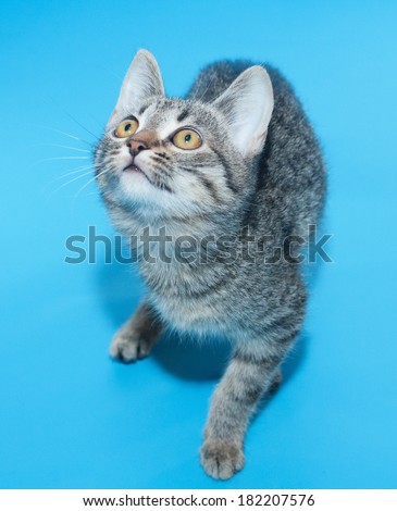 Small tabby kitten prepares to jump on blue background