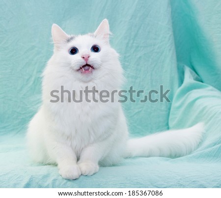 White cat with blue eyes meowing sitting on pale green background