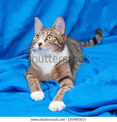 Tabby cat with yellow eyes lying quietly on blue background