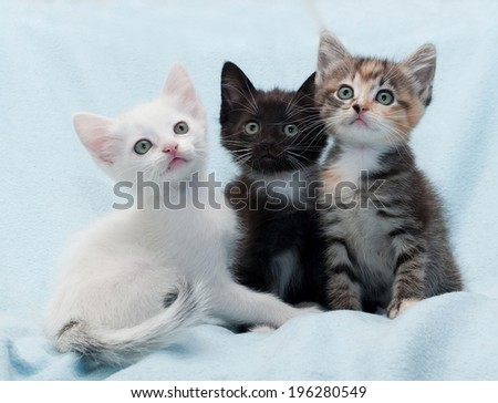 Three multicolored kitten looking up on blue background
