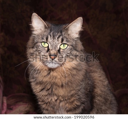 Siberian cat striped background on chair