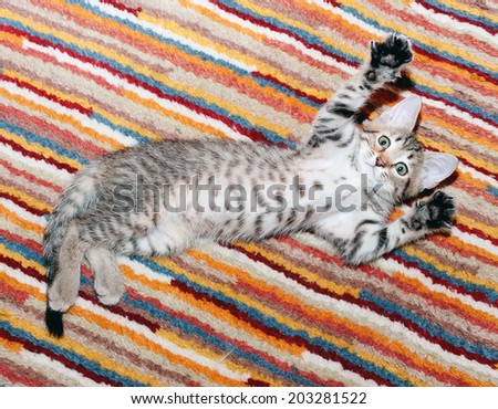 Tabby kitten with spotty belly lying on striped rug with paw raised