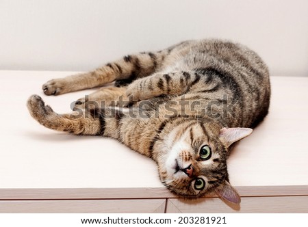 Tabby cat with a scared and unhappy lying on dresser