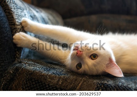 White scared cat sharpening his claws on the sofa