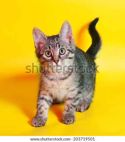 Small tabby kitten sneaks up on yellow background