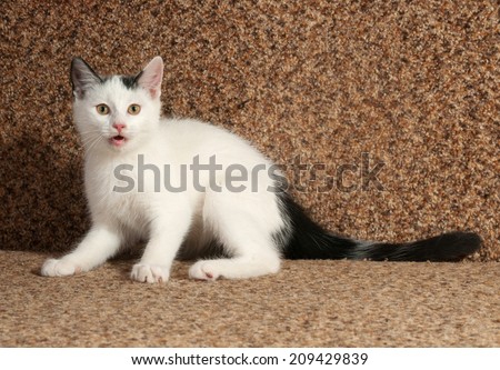 White kitten with gray spots and meows sitting on brown sofa