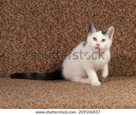 White kitten with gray spots sitting on brown sofa