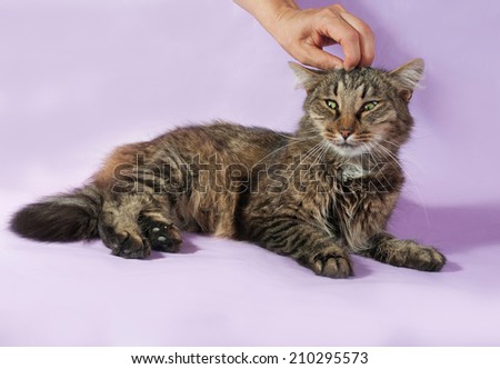 Funny striped cat lying on purple background and human hand stroking her hair