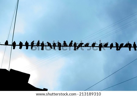 Birds sitting on wire stretched between houses in the yard