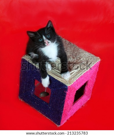 Black kitten with white spots is on scratching posts on red background