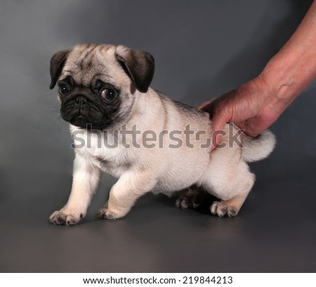 Yellow pug puppy standing on black background