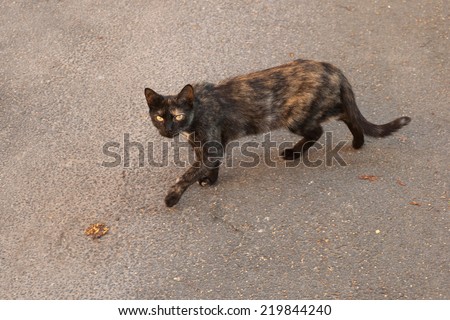 Black and red skinny stray cat walking on asphalt