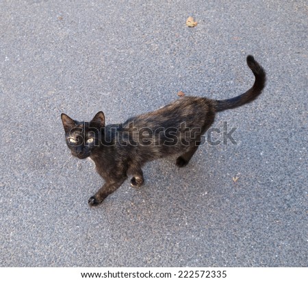 Black and red skinny stray cat walking on asphalt