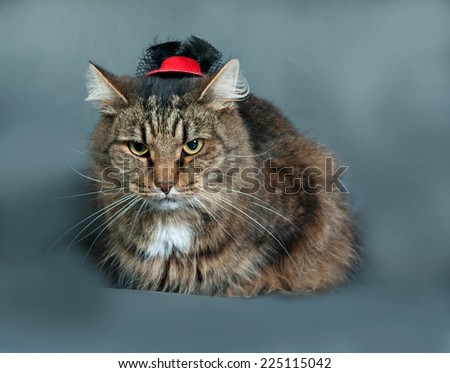 Fluffy tabby cat in black hat lies on gray background