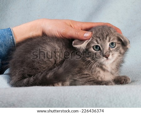Fluffy tabby kitten with ears laid back lies on blue background
