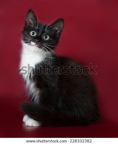 Black and white fluffy kitten sitting on burgundy background