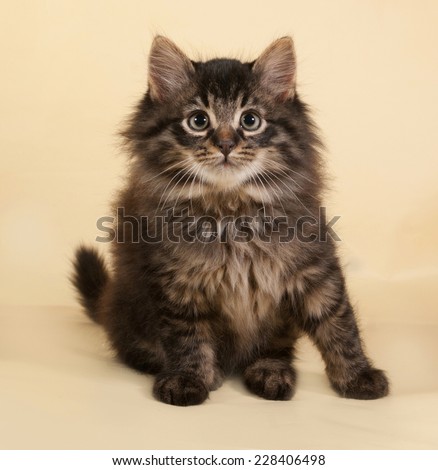 Fluffy small striped kitten sitting on yellow background
