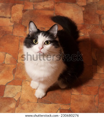 Black and white fluffy nice cat sits on floor