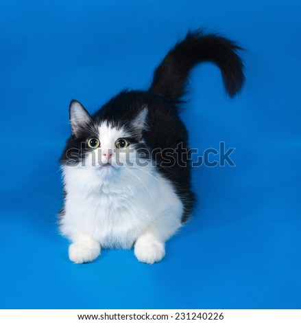 Thick fluffy black and white cat lying on blue background
