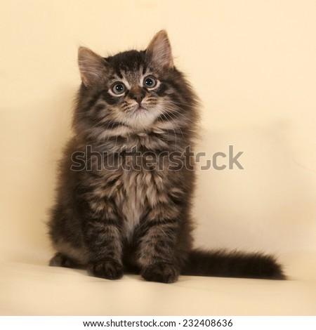 Fluffy small striped kitten sitting on yellow background