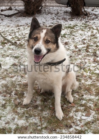 White spotted dog on leash sitting on background grass and snow