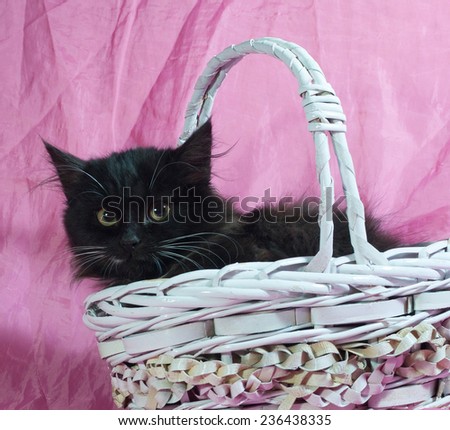 Fluffy black and white kitten sitting in basket on pink background