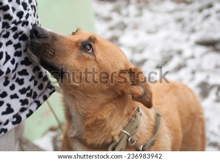 Red big dog looks at owner