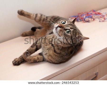 Tabby cat with crazy views lying on cupboard upwards paws