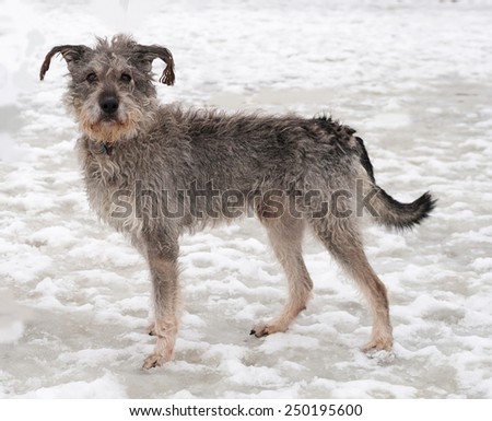 Dirty gray shaggy dog standing on snow
