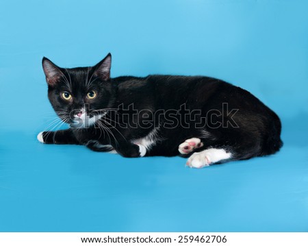 Black and white cat lying on blue background