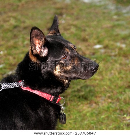 Black and red dog collar in red collar sitting on green grass