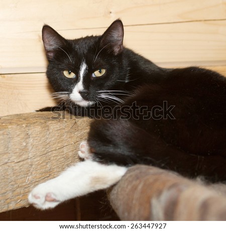 Black and white cat lies on beam near wooden wall