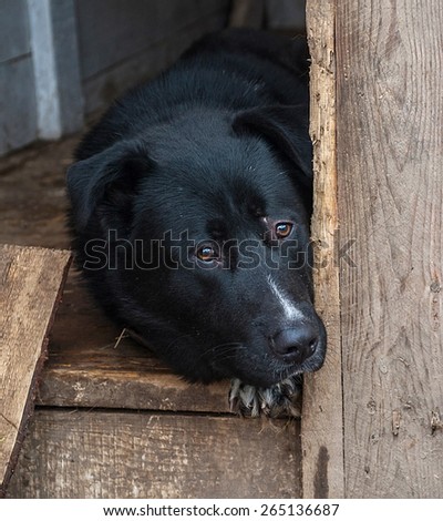 Black and white dog lying in wooden booth