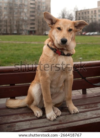 Small yellow dog collar sitting on red bench