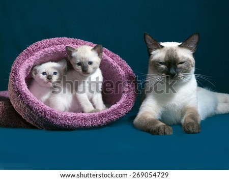 Thai cat and kittens in nest on blue background