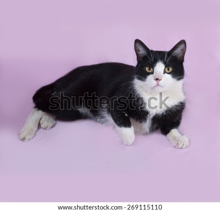 Black and white cat lying on lilac background