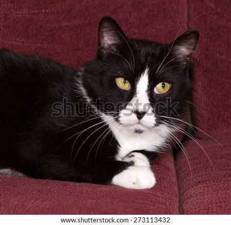 Black and white cat lying on crimson sofa