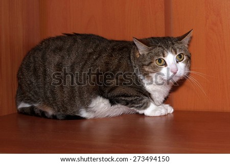 Tabby and white scared cat lying on wooden shelf
