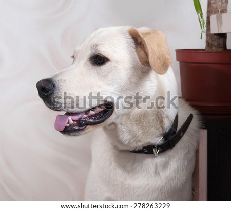 White dog sitting on gray wall background