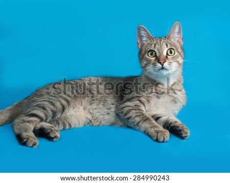 Grey tabby cat sitting on blue background