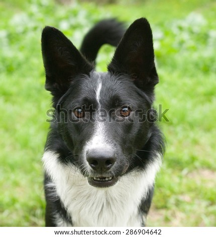 Black and white dog on background of green grass