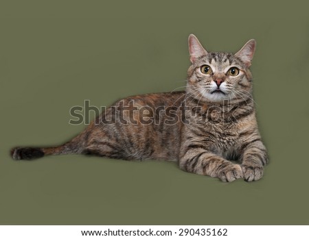 Striped and red cat lies on green background