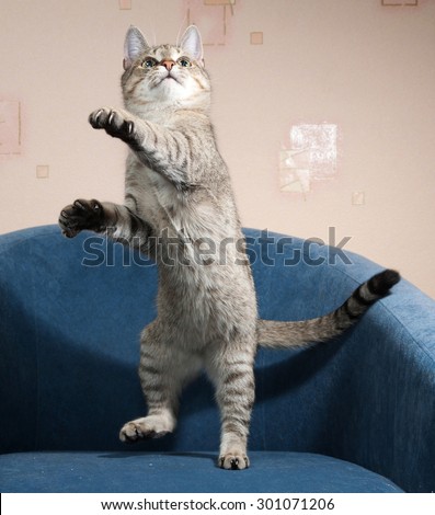 Striped cat jumping on blue soft chair
