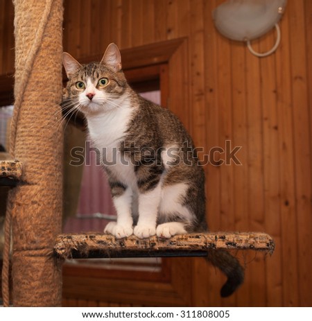 Grey tabby cat and kittens sitting on scratching post
