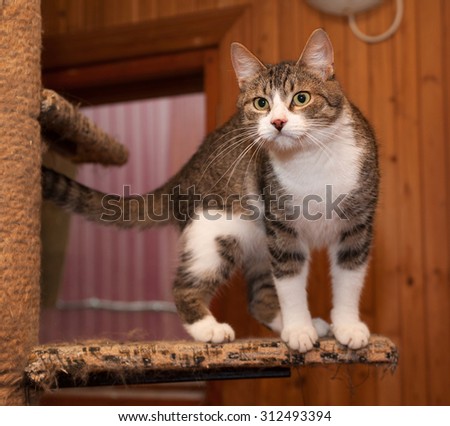 Grey tabby cat and kittens standing on scratching post